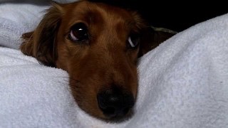 ダックスloveな人、大集合!!