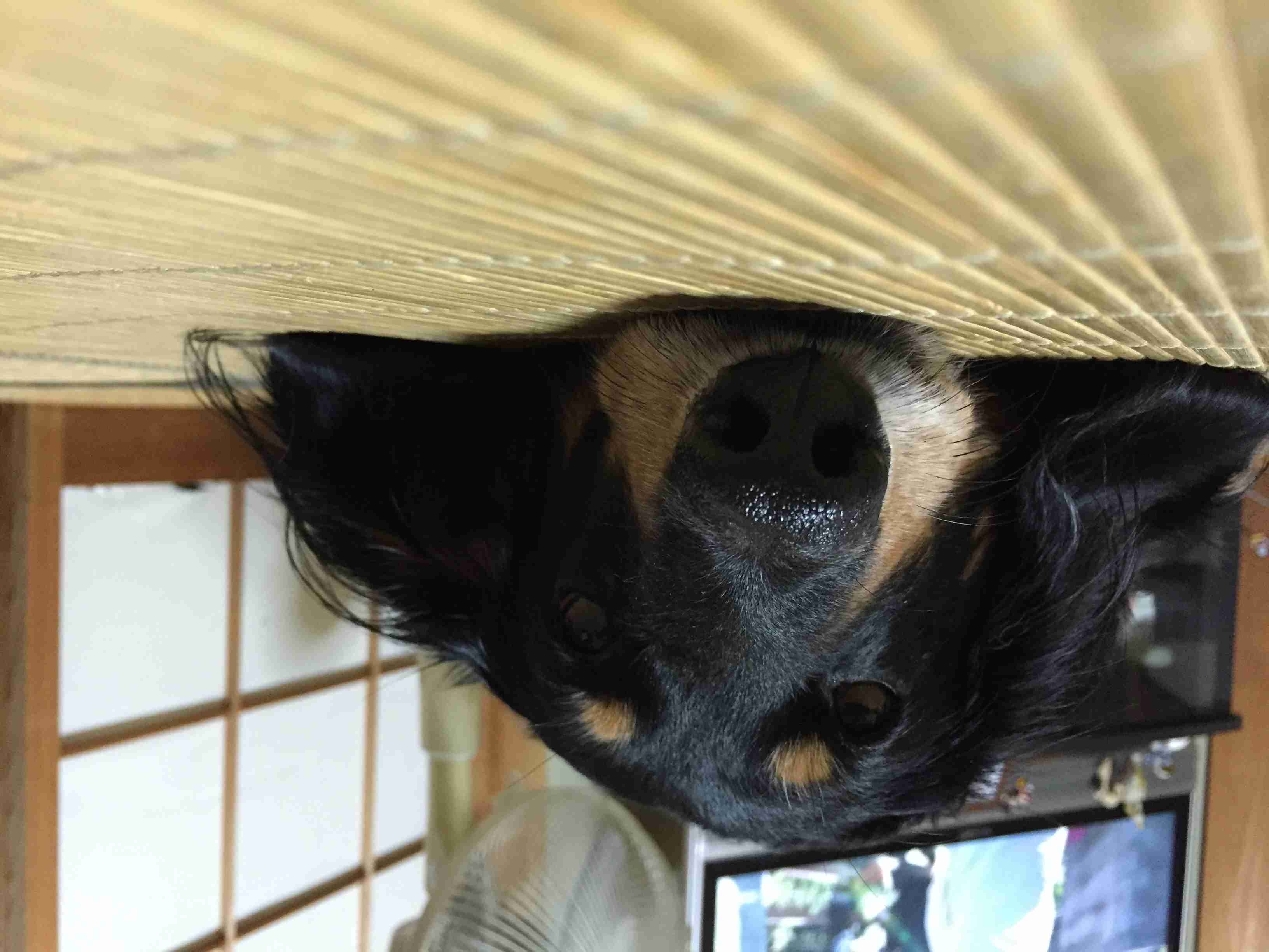 ダックスloveな人、大集合!!