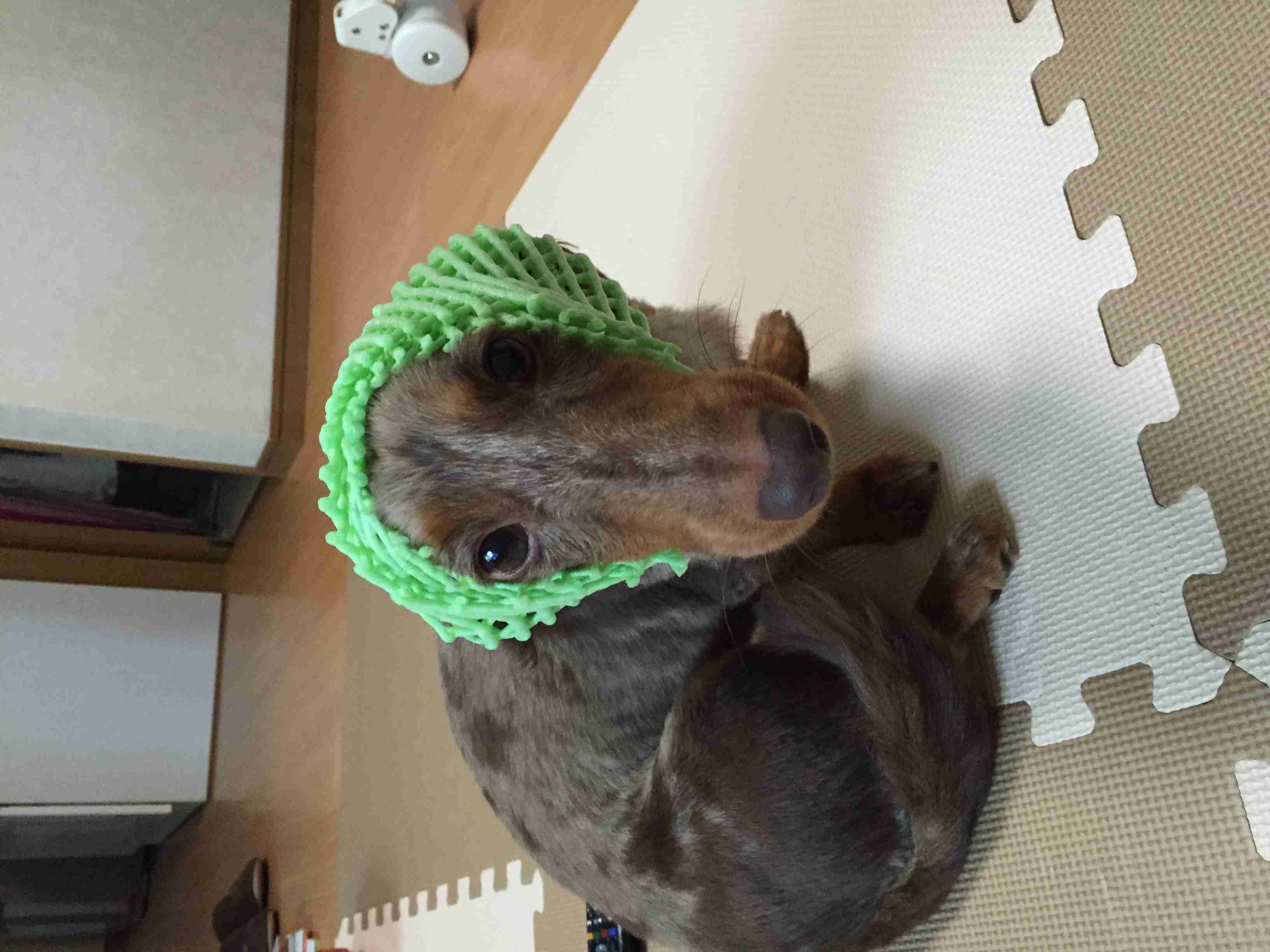 ダックスloveな人、大集合!!