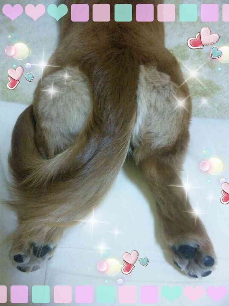 ダックスloveな人、大集合!!