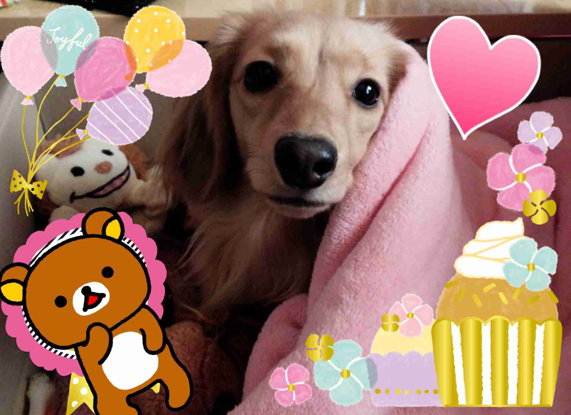 ダックスloveな人、大集合!!