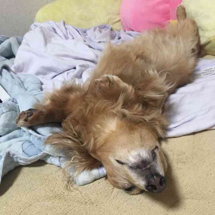 ダックスloveな人、大集合!!