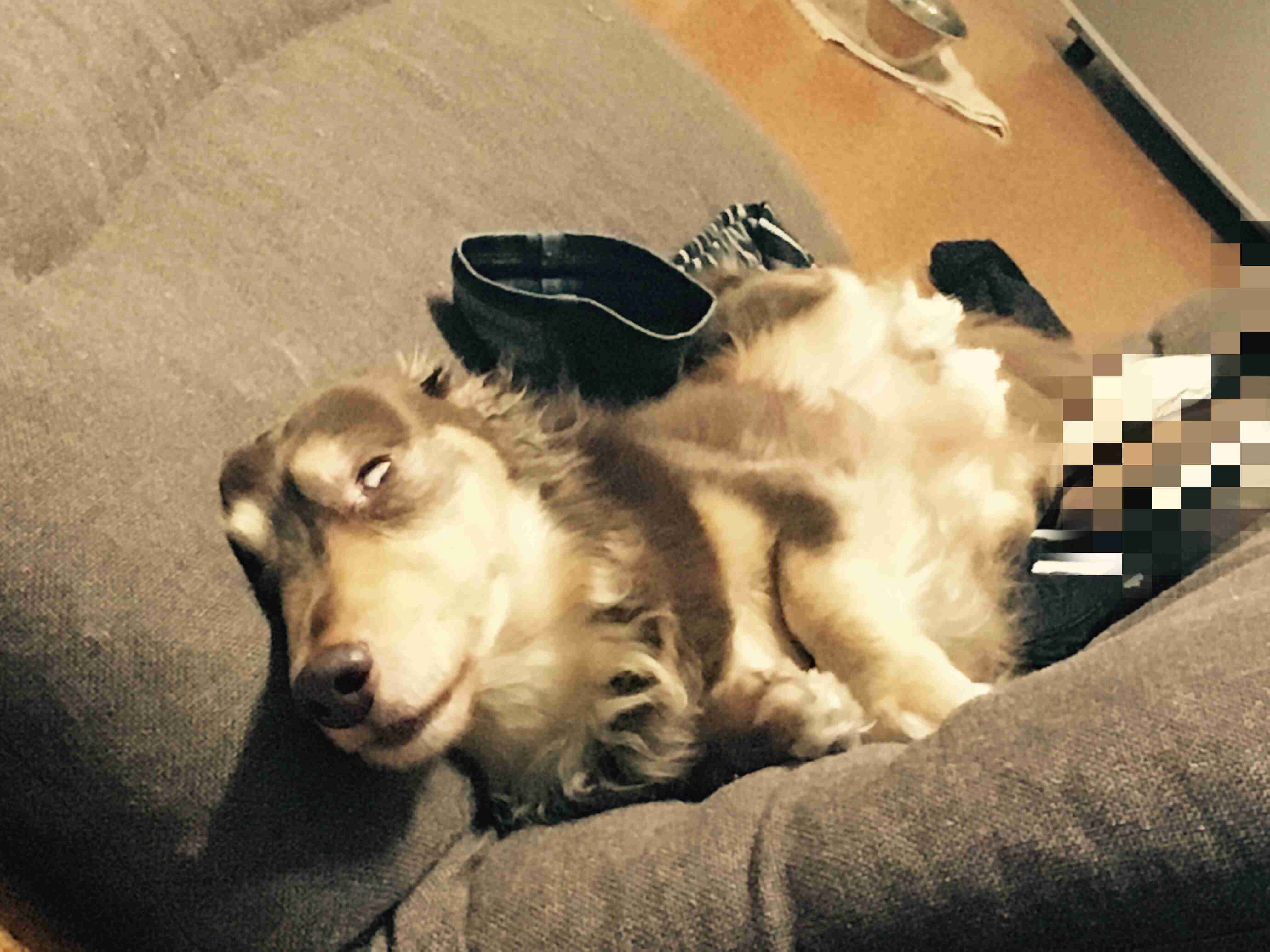 ダックスloveな人、大集合!!