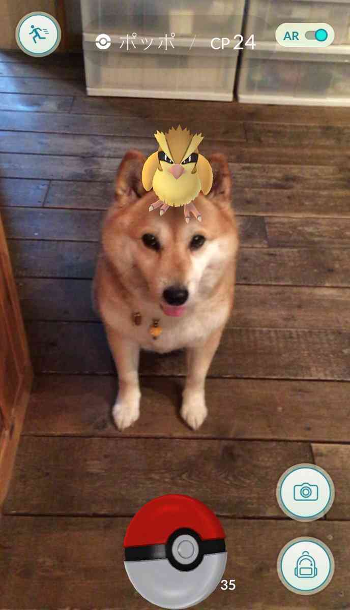 ペットとして飼いたいポケモン
