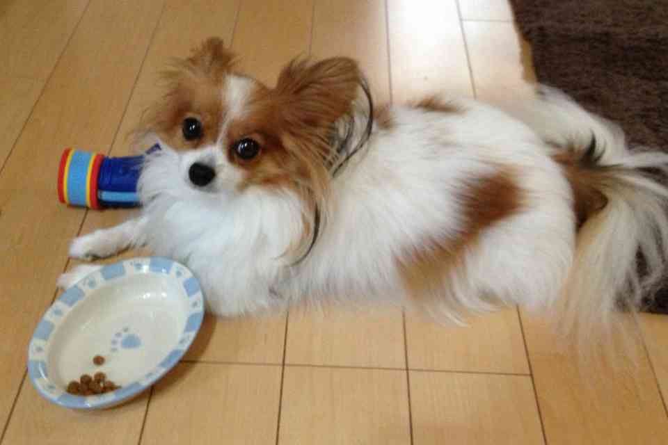 ペットとして飼いたいポケモン