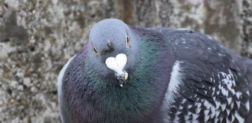ペットとして飼いたいポケモン