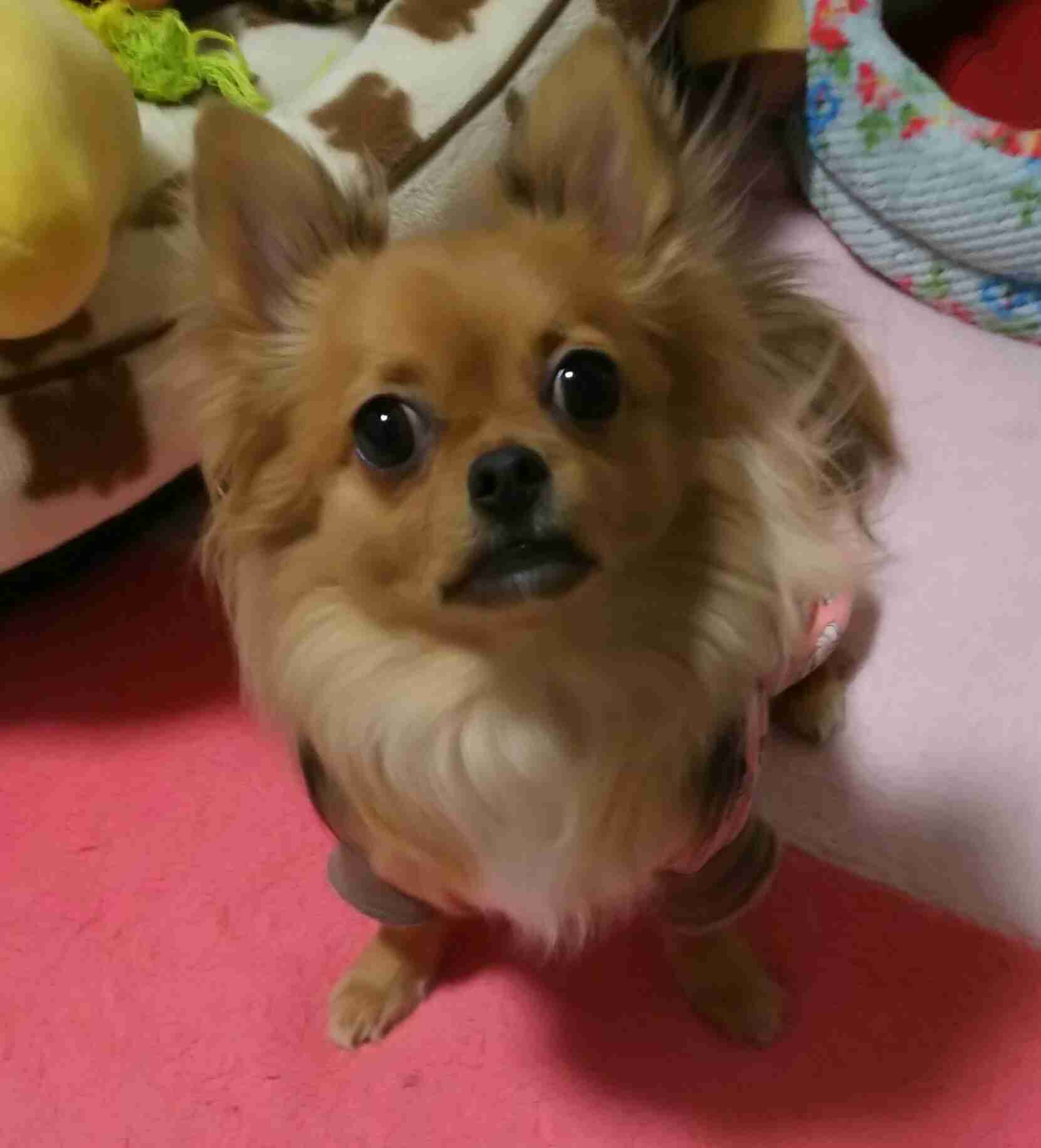 ペットとして飼いたいポケモン