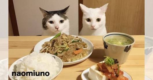 今夜の夕飯何作りますか？