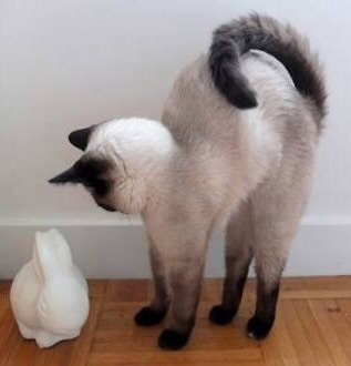 家族の思わず笑ったエピソード