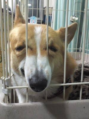 檻の中から見てくるコーギーがホラー過ぎた…比較画像で驚愕!