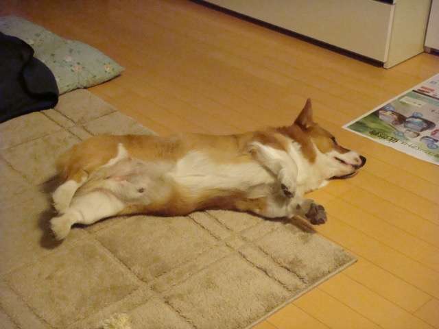檻の中から見てくるコーギーがホラー過ぎた…比較画像で驚愕!