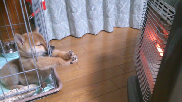 檻の中から見てくるコーギーがホラー過ぎた…比較画像で驚愕!