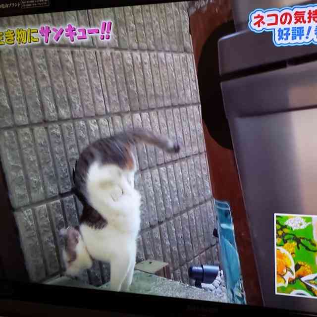 死を悟ったネコの切ない行動 飼い主の手を掴んでお別れの握手