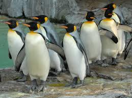 ペンギングッズの画像ください