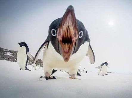 ペンギングッズの画像ください