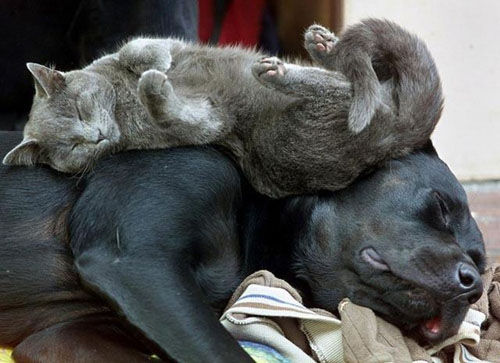 柴犬と猫の昼寝「腕枕が最高に気持ちいいんだニャ」「辛いんだワン」 