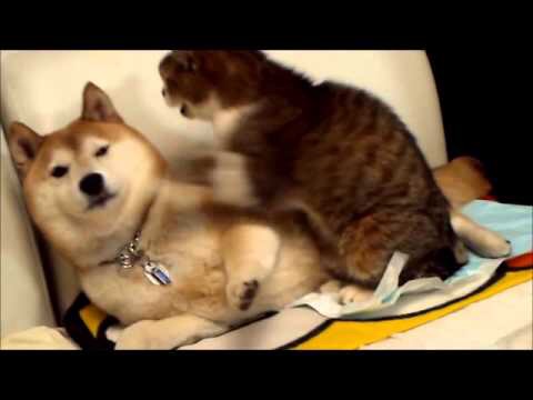 柴犬と猫の昼寝「腕枕が最高に気持ちいいんだニャ」「辛いんだワン」 