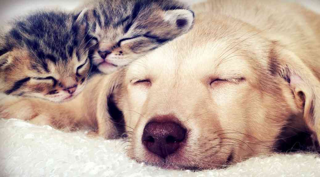 柴犬と猫の昼寝「腕枕が最高に気持ちいいんだニャ」「辛いんだワン」 