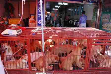 柴犬と猫の昼寝「腕枕が最高に気持ちいいんだニャ」「辛いんだワン」 