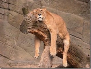 もう頑張れない、頑張りたくない人
