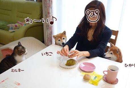 とにかく可愛い画像が集まるトピ