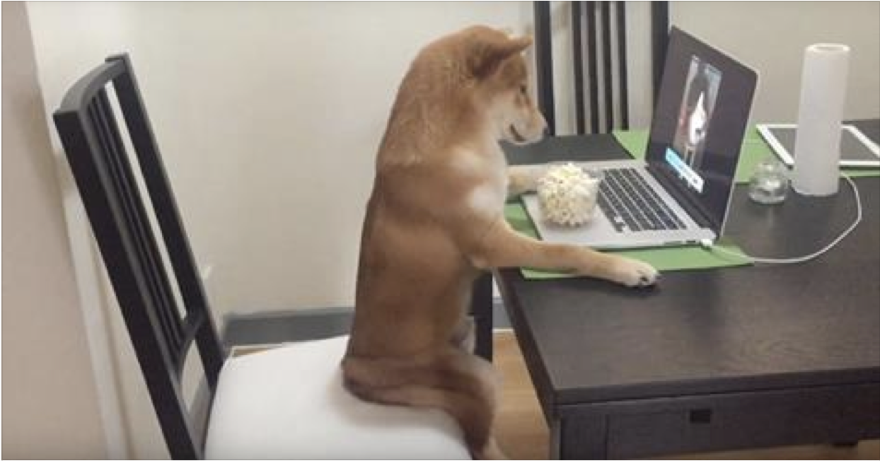 とにかく可愛い画像が集まるトピ