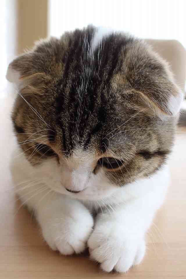 とにかく可愛い画像が集まるトピ