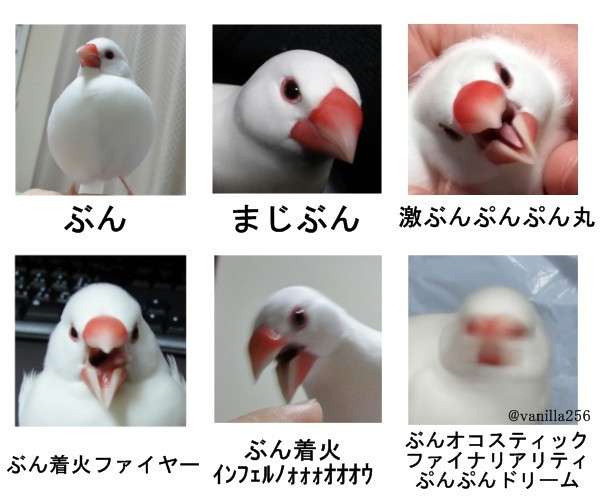 とにかく可愛い画像が集まるトピ