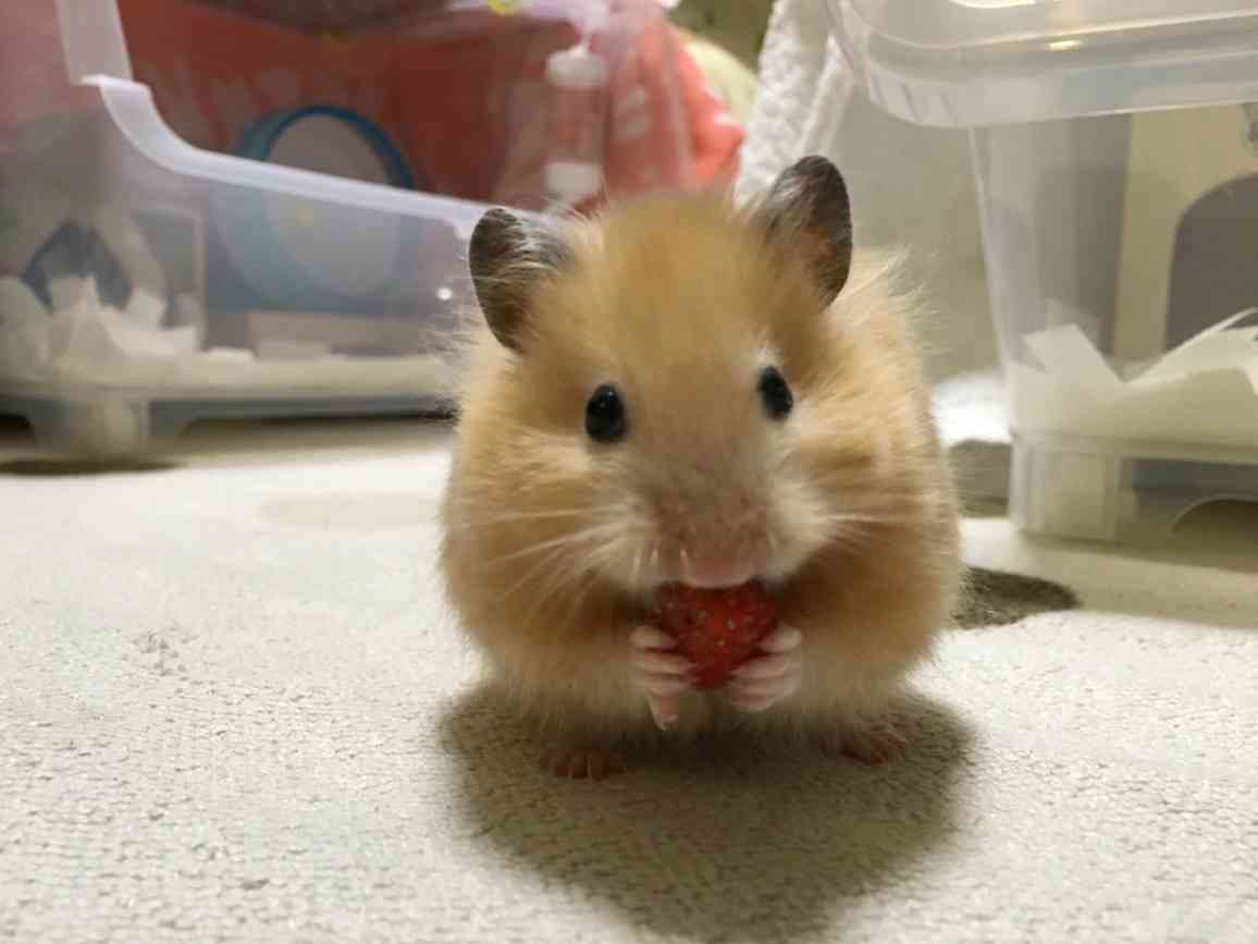 とにかく可愛い画像が集まるトピ