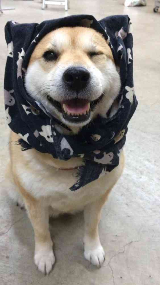 とにかく可愛い画像が集まるトピ