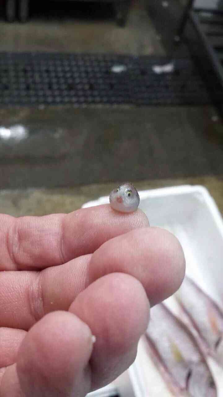 とにかく可愛い画像が集まるトピ