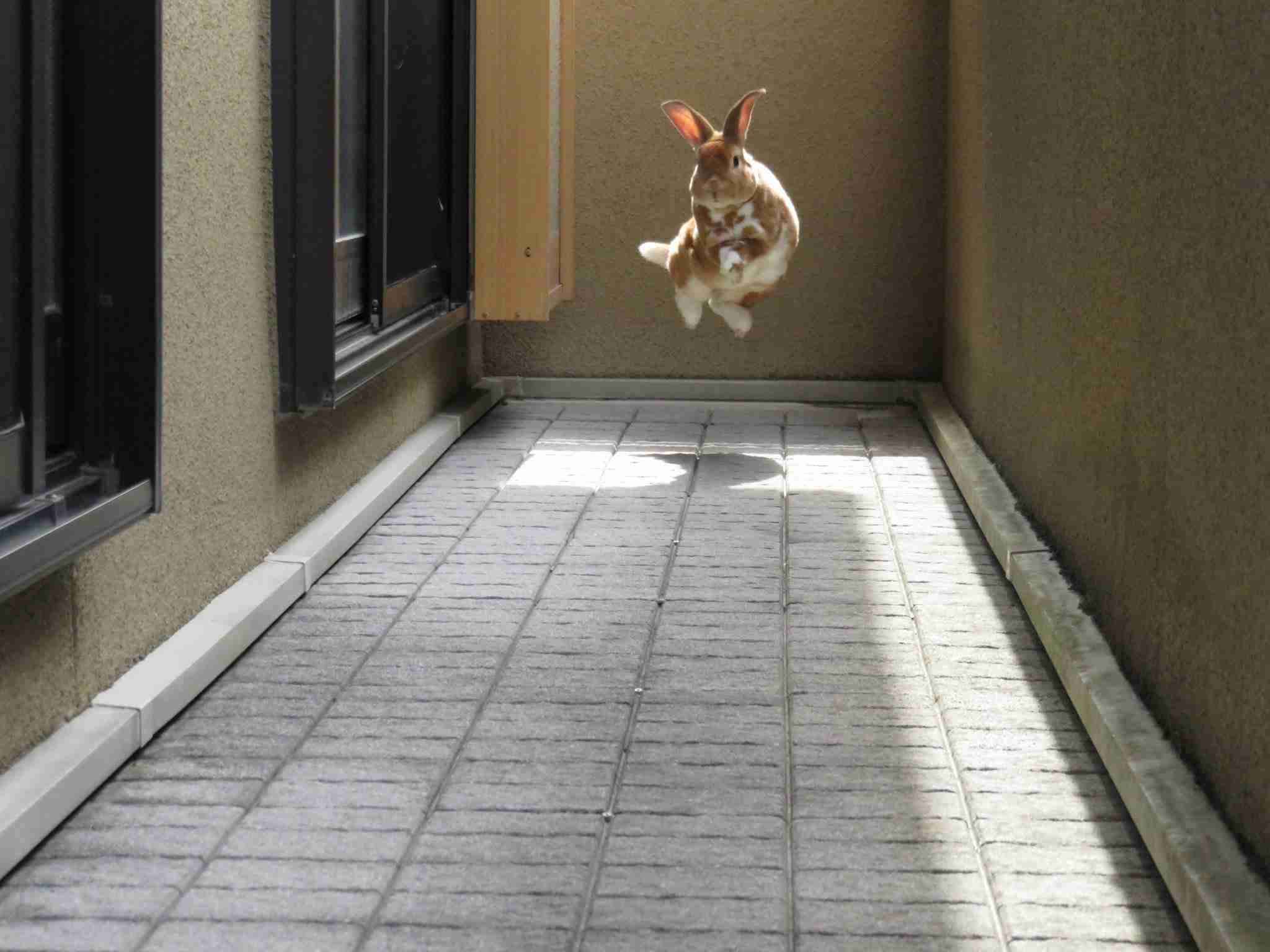 とにかく可愛い画像が集まるトピ