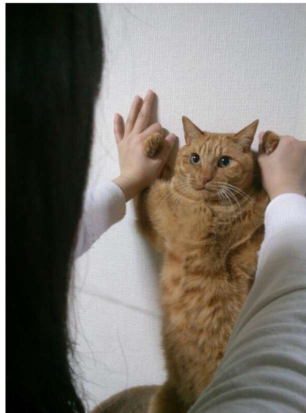 とにかく可愛い画像が集まるトピ