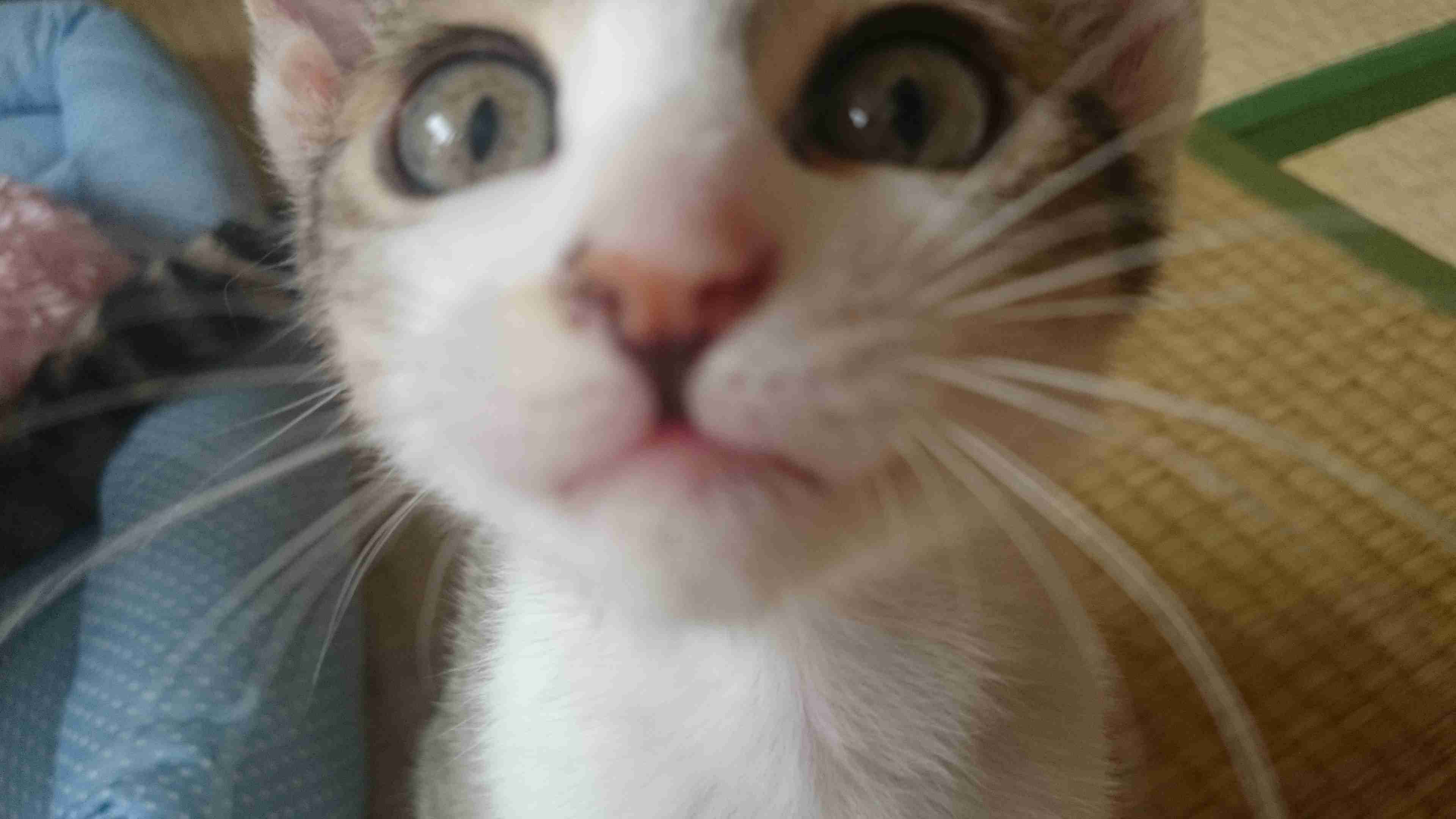 とにかく可愛い画像が集まるトピ