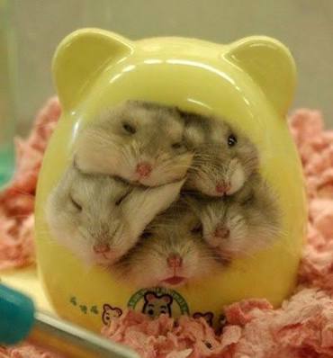 とにかく可愛い画像が集まるトピ