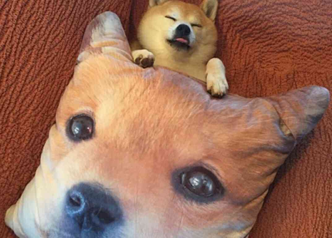 とにかく可愛い画像が集まるトピ