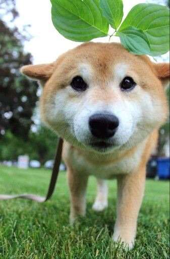 とにかく可愛い画像が集まるトピ