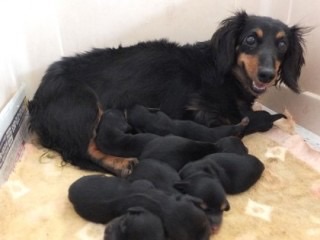とにかく可愛い画像が集まるトピ