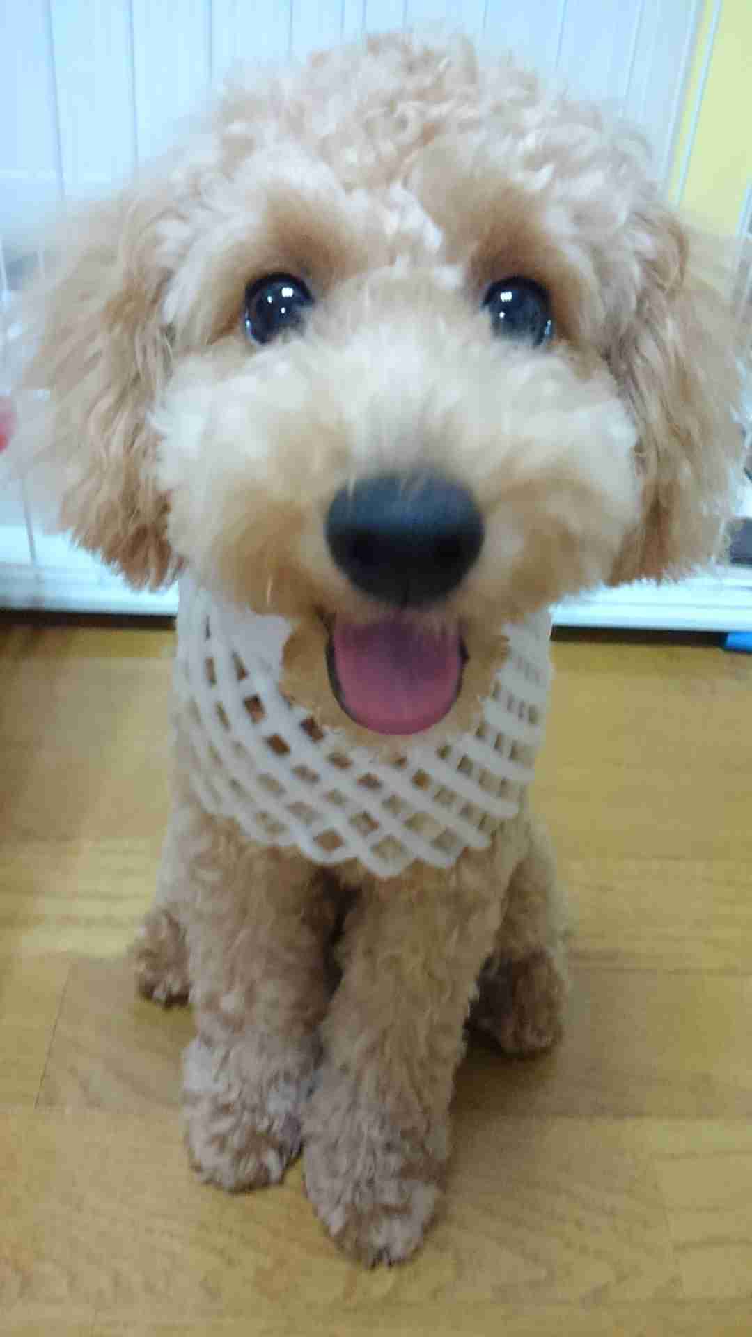 とにかく可愛い画像が集まるトピ