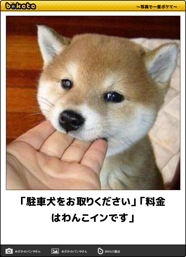 とにかく可愛い画像が集まるトピ