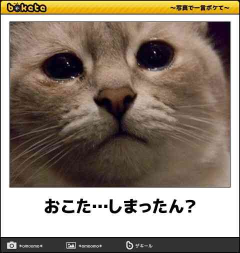 とにかく可愛い画像が集まるトピ