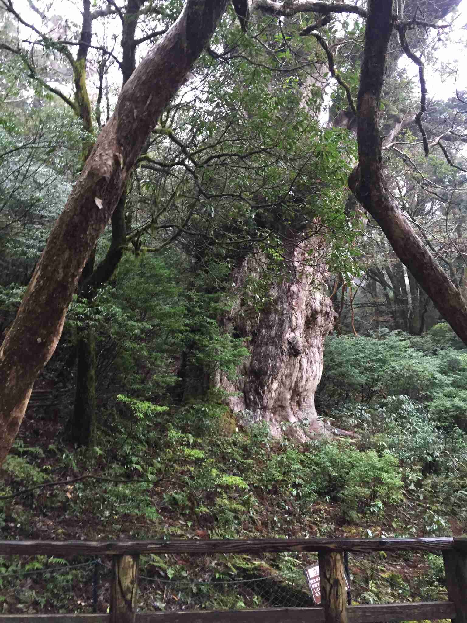 世界遺産を貼っていくトピ
