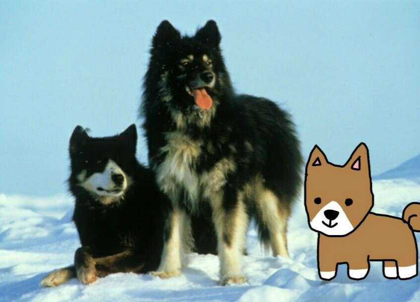 【お絵描き】犬をお散歩に連れていくトピ【コラ】