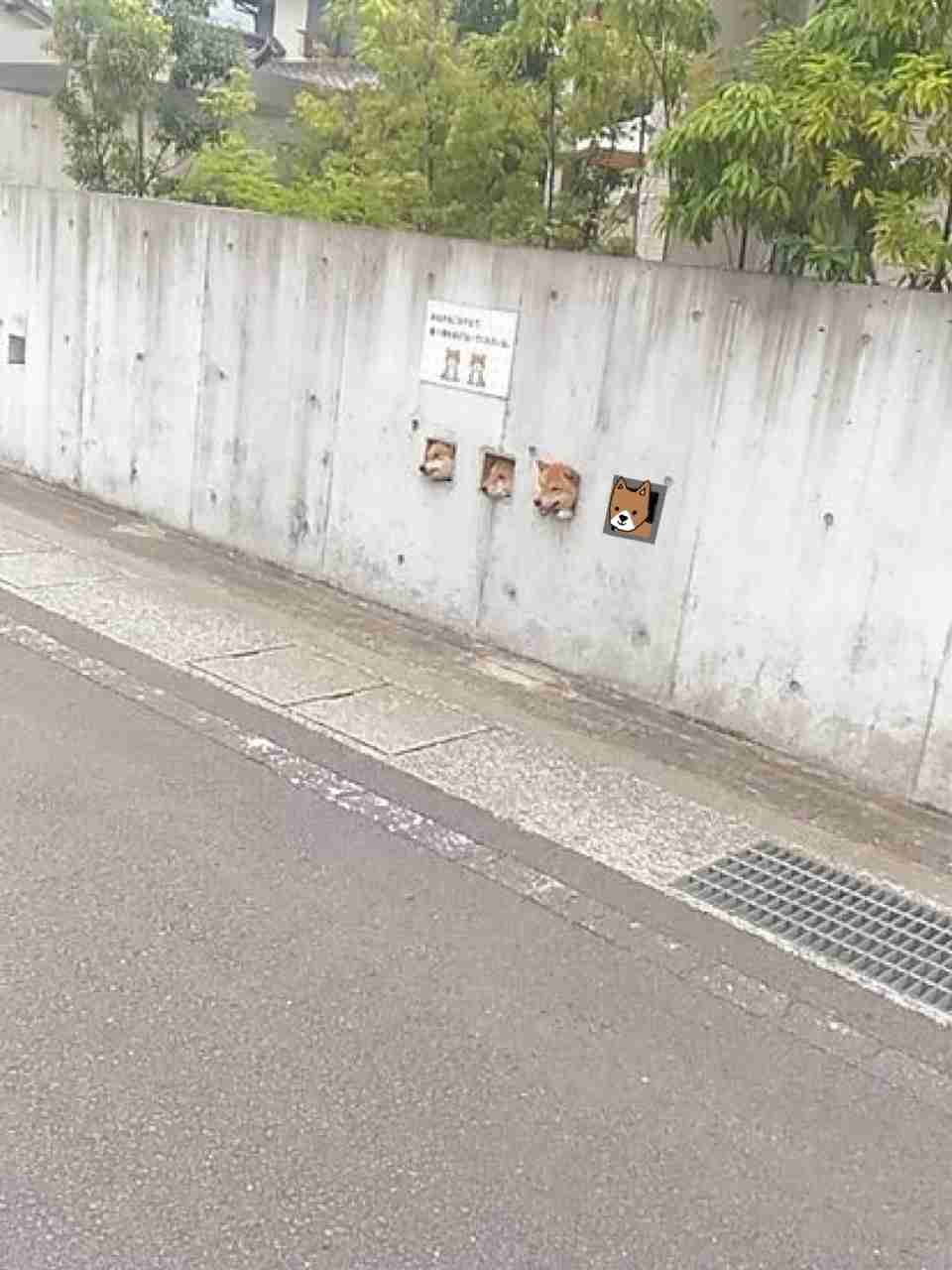 【お絵描き】犬をお散歩に連れていくトピ【コラ】