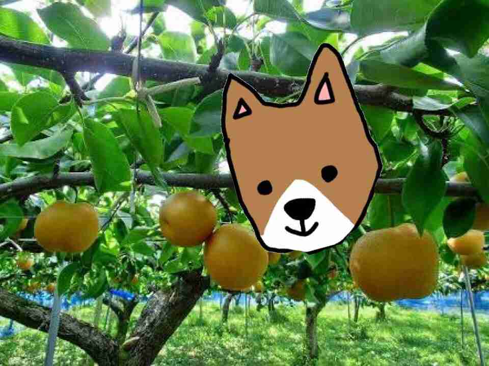【お絵描き】犬をお散歩に連れていくトピ【コラ】