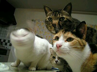 好きなのに！！アレルギーなんだ