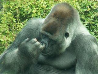 B型あるある