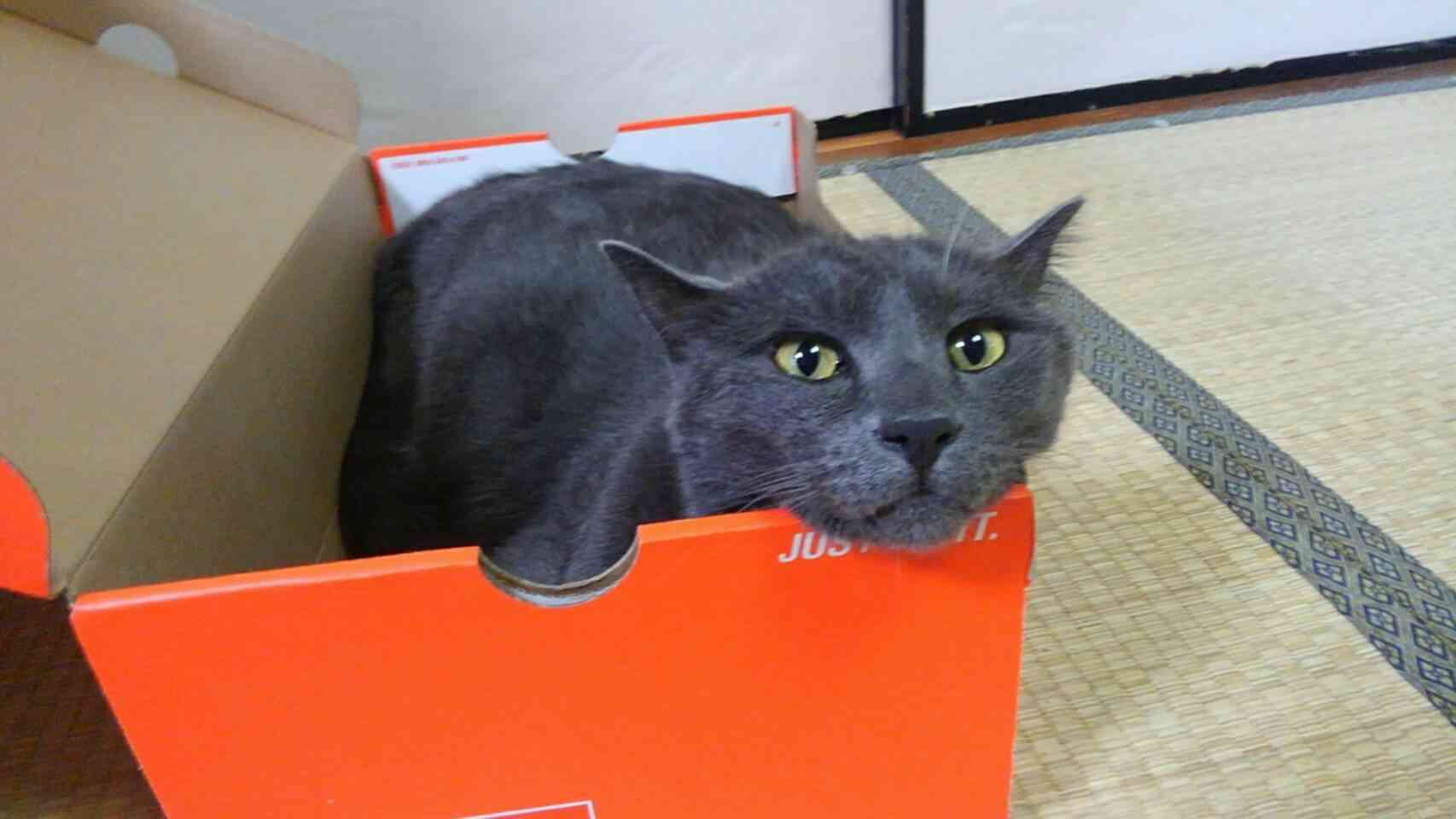 ガルちゃんで画像（サイト）を貼り付ける方法＆練習Part12