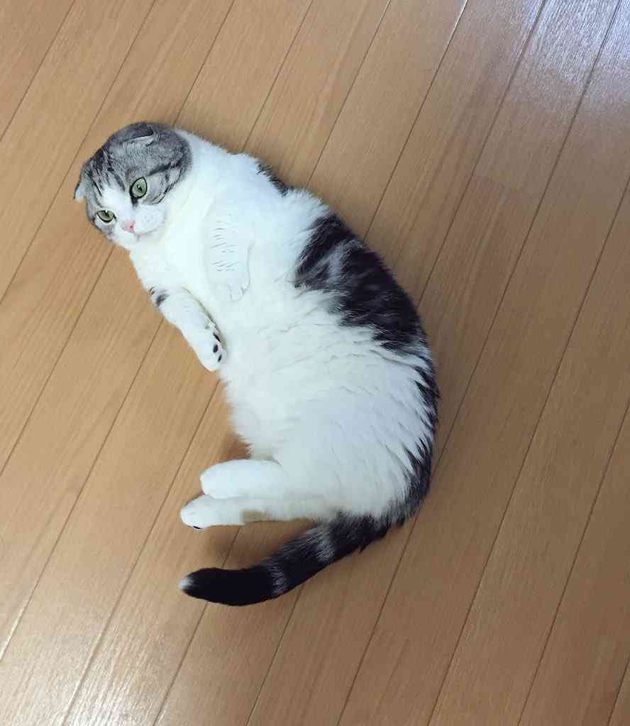 ガルちゃんで画像（サイト）を貼り付ける方法＆練習Part12