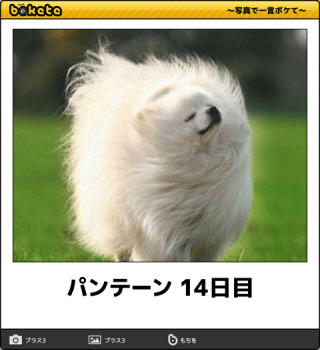 ガルちゃんで画像(サイト)を貼り付ける方法&練習Part12